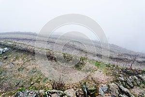 mist over wet terraced fieilds on hill slope