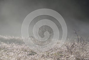 Mist rises off a thawing field in the morning light