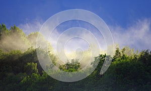 Mist rises over the forest after the rain during summer