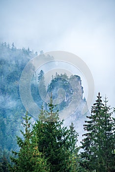 Hmla stúpajúca z dolín v lese na slovensku Tatry