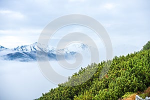 Hmla stúpajúca z dolín v lese na slovensku Tatry