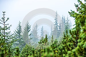 Hmla stúpajúca z dolín v lese na slovensku Tatry