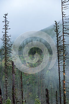 Mist rising from valleys in forest in slovakia Tatra mountains