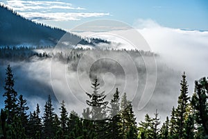 Hmla stúpajúca z dolín v lese na slovensku Tatry