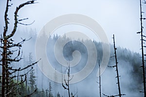 Mist rising from valleys in forest in slovakia Tatra mountains