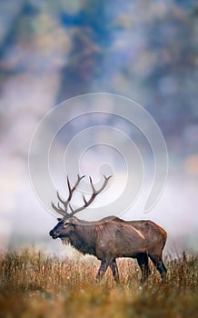 Mist rolls into Cataloochee Valley with large bull elk in foreground.tif