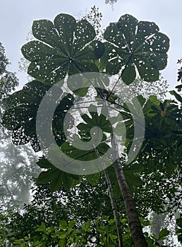 Misty Cecropia Tree Cloud Forest photo