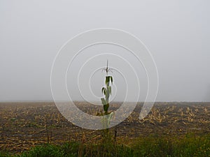 Mist shrouded corn field with one lone cornstalk