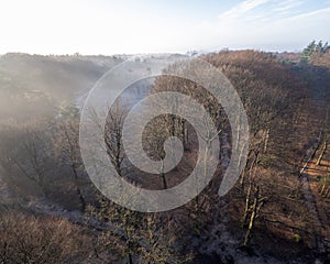 mist at sunrise in forest near doorn and utrecht on winter morning in the netherlands