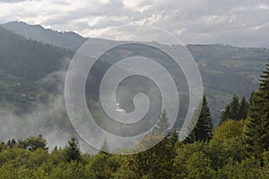 Mist in trees, Apuseni Mountains, Romania