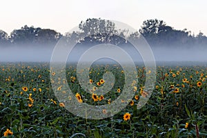 Mist wafting over sunflower field at forest, mystic fall landscape