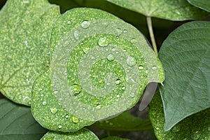 Mist water drops on the heart-shaped weed leaves.