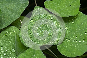 Mist water drops on the heart-shaped weed leaves.