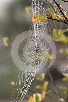 Mist in the Web