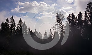 Misty forest on the mountains during summer. Slovakia