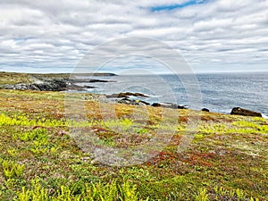 Mistaken point ecological reserve