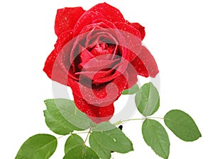 Misted Vibrant Red Rose