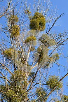 Misteltoes on a tree with blue sky