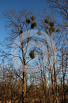 Misteltoes in a tree