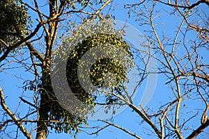 Misteltoes in a tree