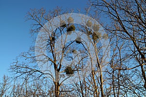 Misteltoes in a tree