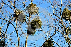 Misteltoes in a tree