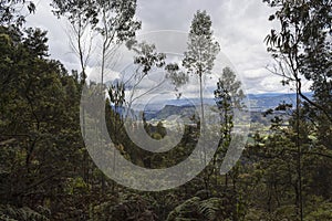 Misterious green dark forest landscape with green countryfield and mountains at background