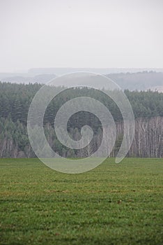 Misterious landscape. Green field and remote dark forest in quiet misty morning copy space