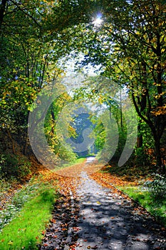 Misterious shady green alley with trees