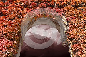 Mistery entrance through Arch covered with Ivy leaves