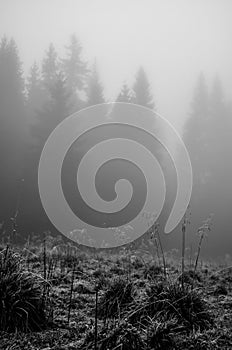 Mistery fog photo