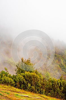 Mistery landscape with green forest