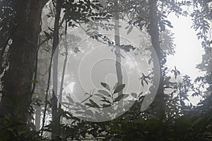 Misteryous scene of rainforest foliage with dense fog