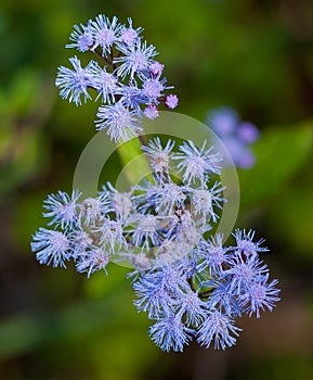 Mistflower