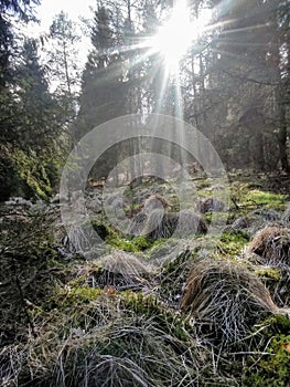 Mistic forest and sun