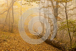 Mistical place in autumnal foggy forest photo