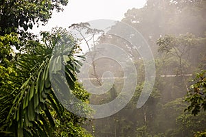 Mistico Arenal Hanging Bridges Park photo