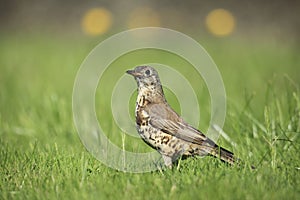 Mistle thrush.