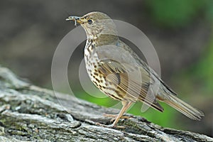 Mistle thrush photo