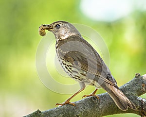 Mistle thrush