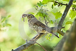 Mistle thrush