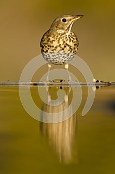 Mistle thrush