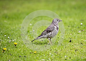 Mistle Thrush