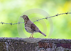 Mistle Thrush