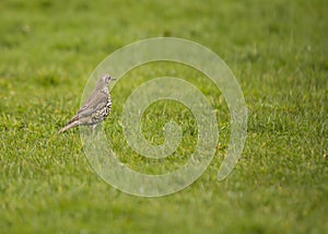 Mistle Thrush