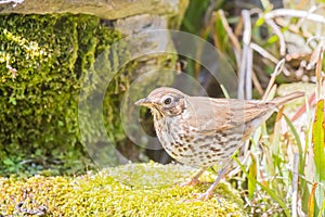 Mistle thrush