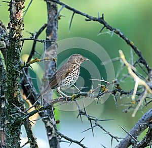 Mistle thrush