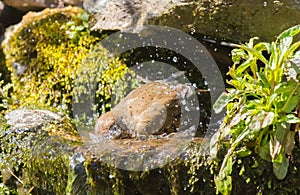 Mistle thrush bathing