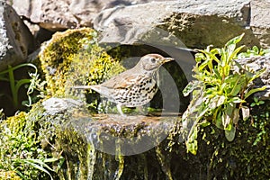 Mistle thrush bathing