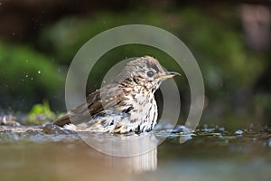 Mistle Thrush bathing in nature water